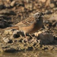 Głuszek - Emberiza cia - Emberiza cia - Rock Bunting