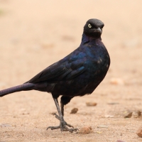 Błyszczak purpurowosterny - Lamprotornis purpuroptera - Rüppell's Glossy Starling