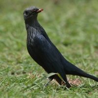 Czarnotek rudoskrzydły - Onychognathus morio - Red-winged Starling