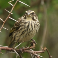 Afrokulczyk kreskowany - Crithagra striolata - Streaky Seedeater