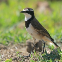 Białorzytka obrożna - Oenanthe pileata - Capped Wheatear