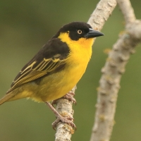 Wikłacz złotoczelny - Ploceus baglafecht - Baglafecht Weaver
