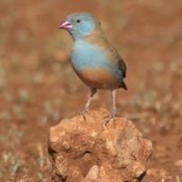 Motylik błękitnogłowy - Uraeginthus cyanocephalus - Blue-capped Cordon-bleu