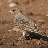 Pustynka płowa - Eremopterix leucopareia - Fischer's Sparrow Lark