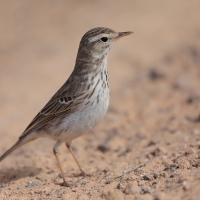 Świergotek kanaryjski - Anthus berthelotii - Berthelot's Pipit