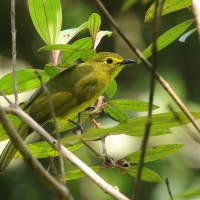 Szczeciak złotolicy - Acritillas indica - Yellow-browed Bulbul