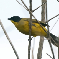 Bilbil czarnoczuby - Pycnonotus melanicterus - Black-capped Bulbul