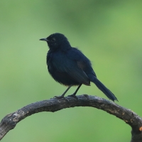 Opocznik - Saxicoloides fulicatus - Indian Robin