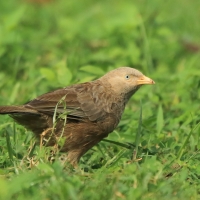 Dżunglotymal żółtodzioby - Argya affinis - Yellow-billed Babbler