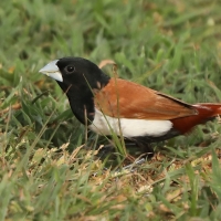 Mniszka kapturowa - Lonchura malacca - Tricoloured Munia
