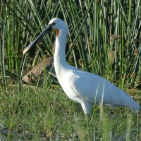 Warzęcha - Platalea leucorodia - Eurasian Spoonbill