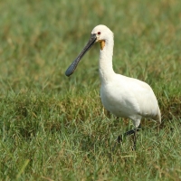 Warzęcha - Platalea leucorodia - Eurasian Spoonbill