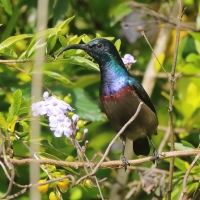 Nektarnik długodzioby - Cinnyris lotenius - Long-billed Sunbird
