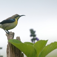 Nektarnik stalowy - Cinnyris asiaticus - Purple Sunbird