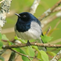 Sroczek zmienny - Copsychus saularis - Oriental Magpie-Robin