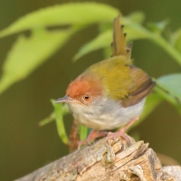 Krawczyk zwyczajny - Orthotomus sutorius - Common Tailorbird