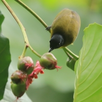 Bilbil czarnoczuby - Pycnonotus melanicterus - Black-capped Bulbul