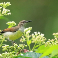 Nektarnik żółtobrzuchy - Leptocoma zeylonica - Purple-rumped Sunbird