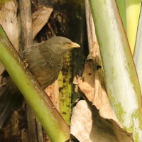 Dżunglotymal żółtodzioby - Argya affinis - Yellow-billed Babbler