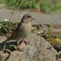 Dzwoniec - Chloris chloris - Greenfinch