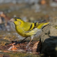 Czyż - Spinus spinus - Eurasian Siskin