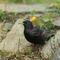 Szpak - Sturnus vulgaris - Common Starling