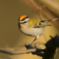 Zniczek - Regulus ignicapilla - Firecrest