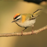 Zniczek - Regulus ignicapilla - Firecrest