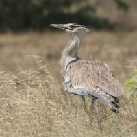 Drop olbrzymi - Ardeotis kori - Kori Bustard