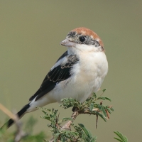 Dzierzba rudogłowa - Lanius senator - Woodchat Shrike