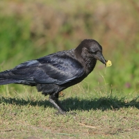 Kruk somalijski - Corvus edithae - Dwarf Raven