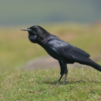 Kruk somalijski - Corvus edithae - Dwarf Raven