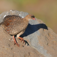 Szponiastonóg etiopski - Pternistis castaneicollis - Chestnut-naped Francolin