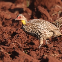 Szponiastonóg żółtogardły - Pternistis leucoscepus - Yellow-necked Spurfowl