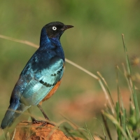 Błyszczak rudobrzuchy - Lamprotornis superbus - Superb Starling