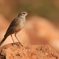 Świergotek gładki - Corydalla leucophrys - Plain-backed Pipit