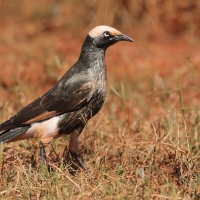 Błyszczak białogłowy - Lamprotornis albicapillus - White-crowned Starling