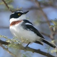 Krępnik ciemnogłowy - Batis minor - Black-headed Batis