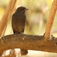 Mucharka czarna - Melaenornis edolioides - Northern Black Flycatcher