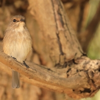 Mucharka szara - Bradornis microrhynchus - African Grey Flycatcher