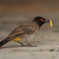 Bilbil czerwonooki - Black-fronted Bulbul