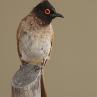 Bilbil czerwonooki - Black-fronted Bulbul