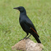 Czarnotek rudoskrzydły - Onychognathus morio - Red-winged Starling