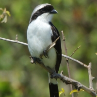 Dzierzba srokoszowata - Lanius excubitoroides - Grey-backed Fiscal