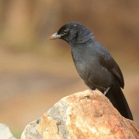 Dzierzyk stalowy - Laniarius funebris - Slate-coloured Boubou