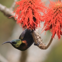 Nektarnik brązowy - Nectarinia kilimensis - Bronzy Sunbird