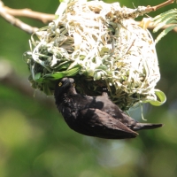 Wikłacz czarny - Ploceus nigerrimus - Vieillot's Weaver