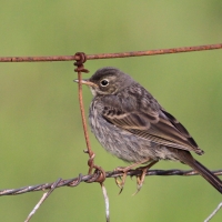 Świergotek nadmorski - Anthus petrosus - Rock Pipit