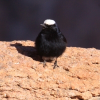 Białorzytka saharyjska - Oenanthe leucopyga - White-crowned Wheatear