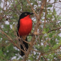 Dzierzyk czarnogłowy - Laniarius erythrogaster - Black-headed gonolek
